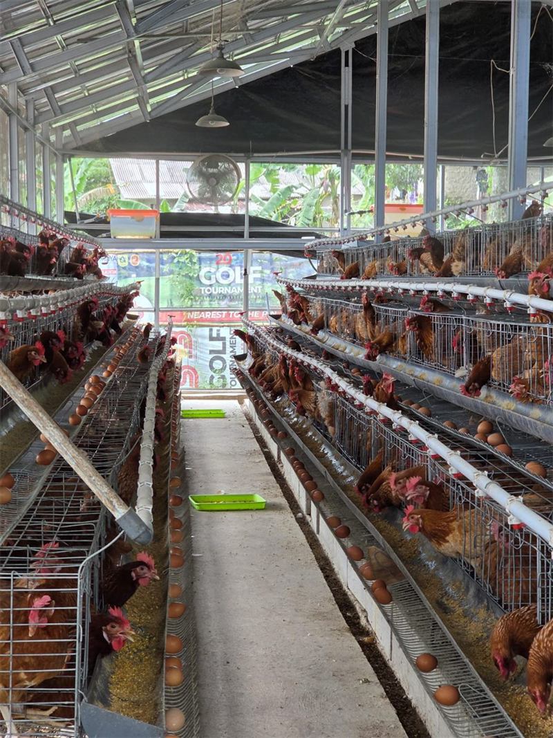 Kandang ayam petelur yang memakai pakan berbahan maggot